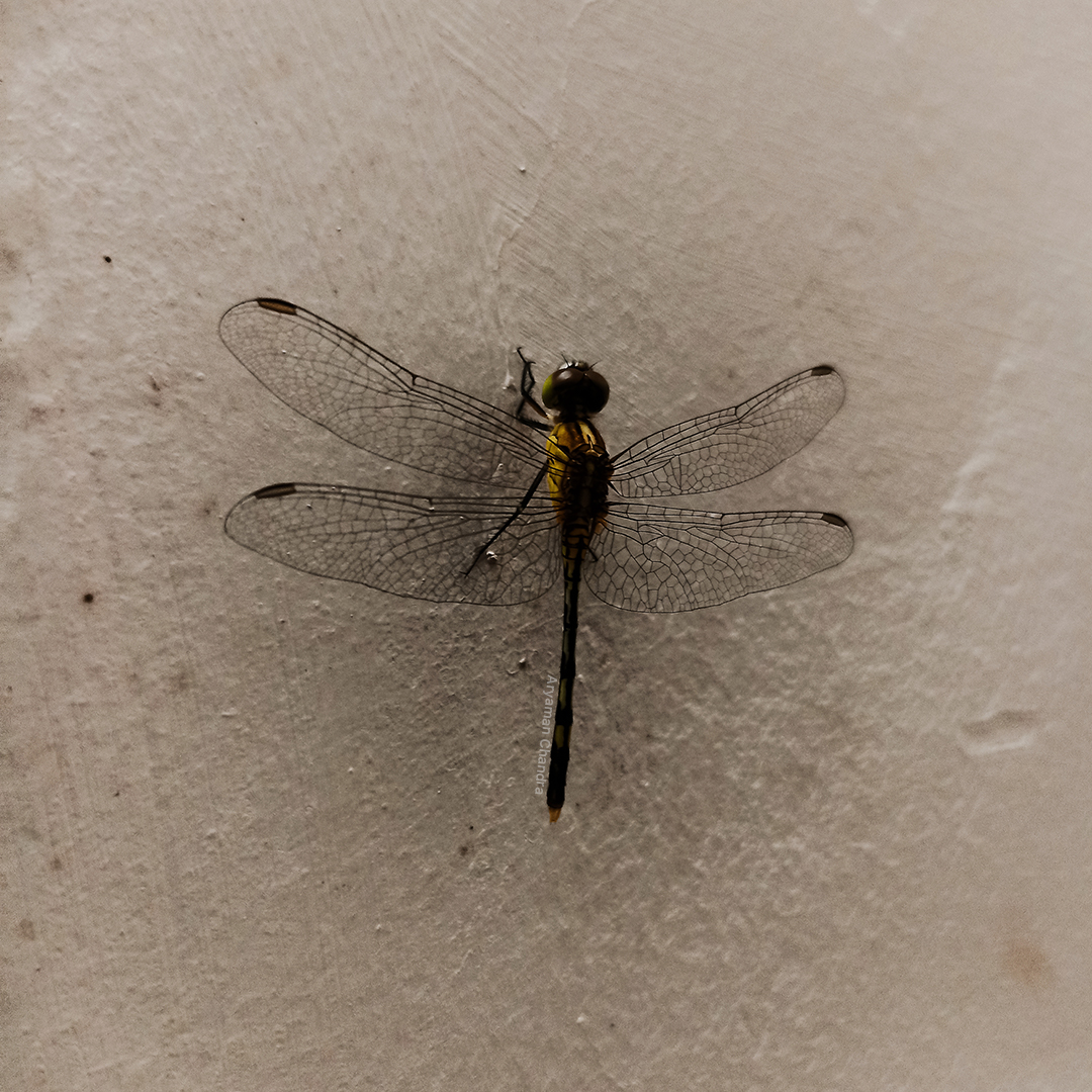 /photography/dragonfly.jpg